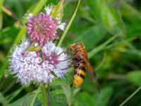 Volucella zonaria Djungelparken, Bunkeflostrand, Malmö, Skåne, Sweden 20210812_0084