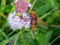 Volucella zonaria Djungelparken, Bunkeflostrand, Malmö, Skåne, Sweden 20210812_0085