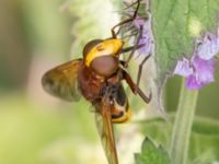 Volucella zonaria Helikopterplattan, Scaniaparken, Malmö, Skåne, Sweden 20220709_0010