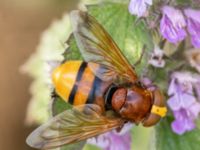 Volucella zonaria Helikopterplattan, Scaniaparken, Malmö, Skåne, Sweden 20220709_0014