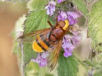 Volucella zonaria Helikopterplattan, Scaniaparken, Malmö, Skåne, Sweden 20220709_0017