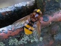 Volucella zonaria St Pauli södra kyrkogård, Malmö, Skåne, Sweden 20230716_0332