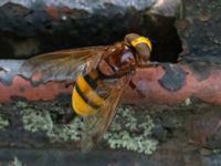 Volucella zonaria St Pauli södra kyrkogård, Malmö, Skåne, Sweden 20230716_0335