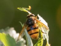 Volucella zonaria Terekudden, Bunkeflo strandängar, Malmö, Skåne, Sweden 20220813_0044