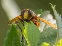 Volucella zonaria Terekudden, Bunkeflo strandängar, Malmö, Skåne, Sweden 20220813_0048