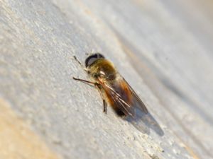 Cheilosia grossa - Vägtistelblomfluga