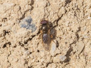 Cheilosia urbana - Vårörtblomfluga