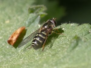 Dasysyrphus venustus - Praktfull skogsblomfluga