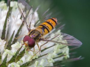 Episyrphus balteatus - Marmalade Hoverfly - Flyttblomfluga