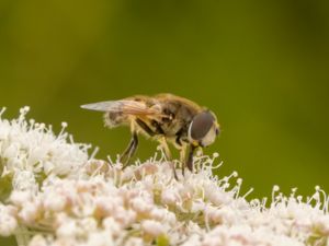 Eristalis arbustorum - European Drone Fly - Lillslamfluga