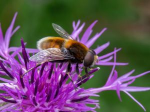 Eristalis intricaria - Mörk slamfluga