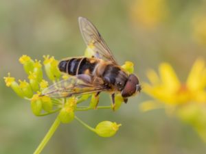 Eristalis pertinax - Gulfotad slamfluga