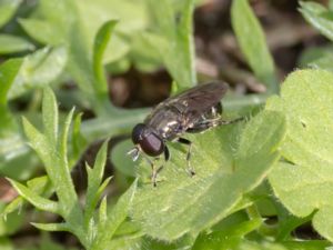 Eumerus funeralis - Lökblomfluga