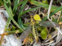 Nephrotoma submaculosa female Hamnen, Klagshamns udde, Malmö, Skåne, Sweden 20160521_0045