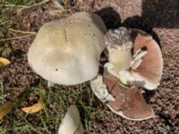 Agaricus arvensis Sydöstra p-pl, Potatisåkern, Malmö, Skåne, Sweden 20240718_IMG_3278