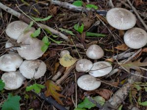 Agaricus moelleri - Flat-top Agaricus - Pärlchampinjon