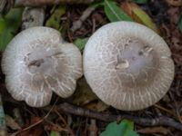 Agaricus moelleri Bulltoftaparken, Malmö, Skåne, Sweden 20241006_0034