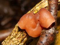 Auricularia auricula-judae Skogholms ängar, Malmö, Skåne, Sweden 20241226_0067