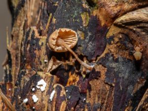 Baeospora myosura - Conifercone Cap - Kottetätskivling