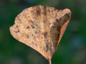 Bartheletia paradoxa