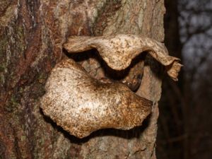 Cerioporus squamosus - Dryad's Saddle - Fjällticka