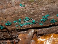 Chlorociboria aeruginascens Bulltoftaparken, Malmö, Skåne, Sweden 20241231_0036