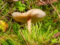 Clitocybe fragrans Terminalgatan, Malmö, Skåne, Sweden 20241212_0016