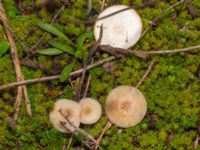 Clitocybe fragrans Terminalgatan, Malmö, Skåne, Sweden 20241212_0037