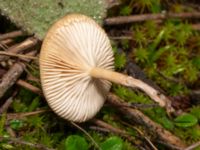 Clitocybe fragrans Terminalgatan, Malmö, Skåne, Sweden 20241212_0038