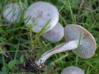 Clitocybe rivulosa St Pauli mellersta kyrkogård, Malmö, Skåne, Sweden 20240929_0117