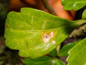 Coccinonectria pachysandricola