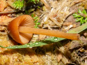 Conocybe pubescens - Stor gödselhätting