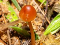 Conocybe pubescens Ridhuset, Klagshamns udde, Malmö, Skåne, Sweden 20241207_0018