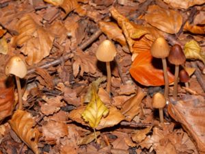 Conocybe subpubescens - Downy Conecap - Dunhätting