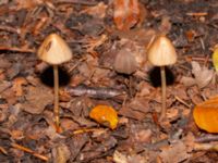 Conocybe subpubescens Beijers park, Malmö, Skåne, Sweden 20241015_0013