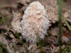 Coprinopsis lagopus - Hare's Foot Inkcap - Dunbläcksvamp