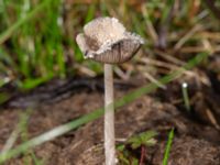 Coprinopsis lagopus Fuktängen, Klagshamns udde, Malmö, Skåne, Sweden 20241027_0015