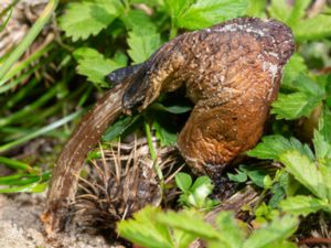 Coprinopsis romagnesiana