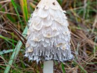 Coprinus comatus Fuktängen, Klagshamns udde, Malmö, Skåne, Sweden 20241027_0004