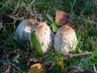 Coprinus comatus Käglinge rekreationsområde, Malmö, Skåne, Sweden 20231008_0014