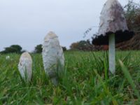 Coprinus comatus Strandhem, Bunkeflo strandängar, Malmö, Skåne, Sweden 20191020_0023