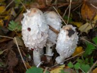 Coprinus comatus Sumpskogen, Klagshamns udde, Malmö, Skåne, Sweden 20231103_0014