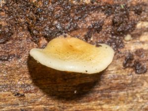 Crepidotus mollis - Peeling Oysterling - Mjukmussling