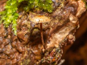 Crinipellis scabella - Hairy Parachute - Stråbrosking