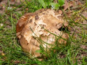 Entoloma sepium - Slånrödling