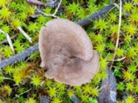 Entoloma sericeum Valenciagatan, Malmö, Skåne, Sweden 20241028_0022