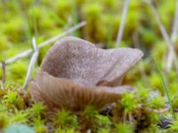 Entoloma sericeum Valenciagatan, Malmö, Skåne, Sweden 20241028_0024