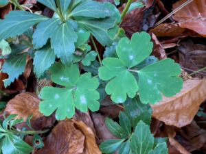 Erysiphe aquilegiae - Aklejamjöldagg