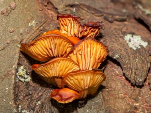 Flammulina velutipes - Velvet Shank - Vinterskivling