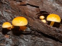 Flammulina velutipes N p-pl, Husie mosse, Malmö, Skåne, Sweden 20241225_0075